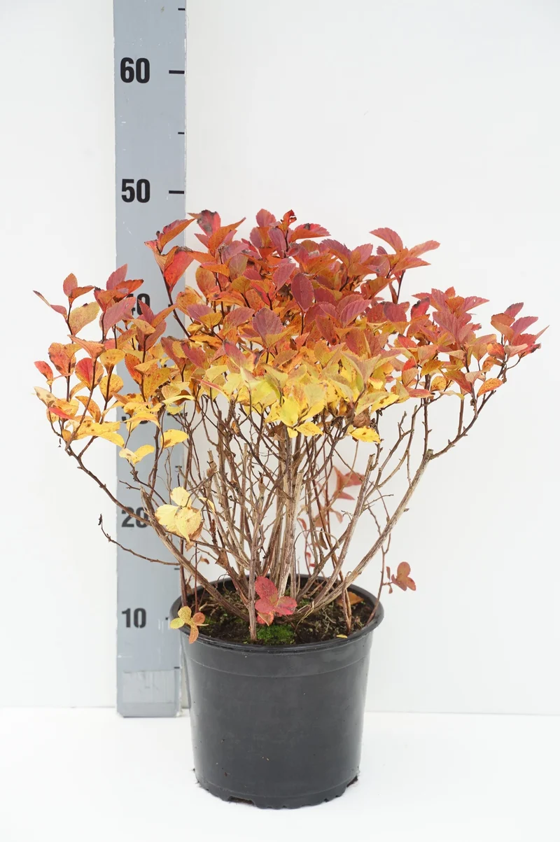 Spiraea densiflora C3 (3 liters kruka) 30-40 cm