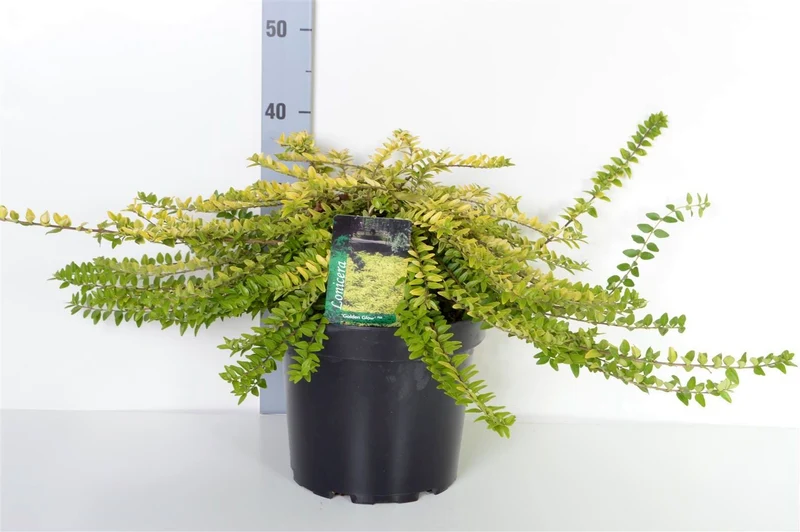 Lonicera nitida 'Golden Glow' C7,5 (7,5 liters kruka) 30-40 cm