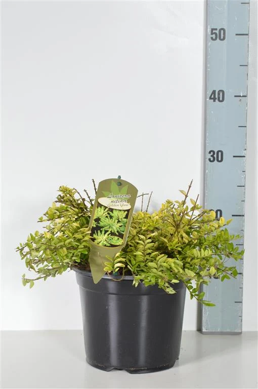 Lonicera nitida 'Golden Glow' C3 (3 liters kruka) 25-30 cm