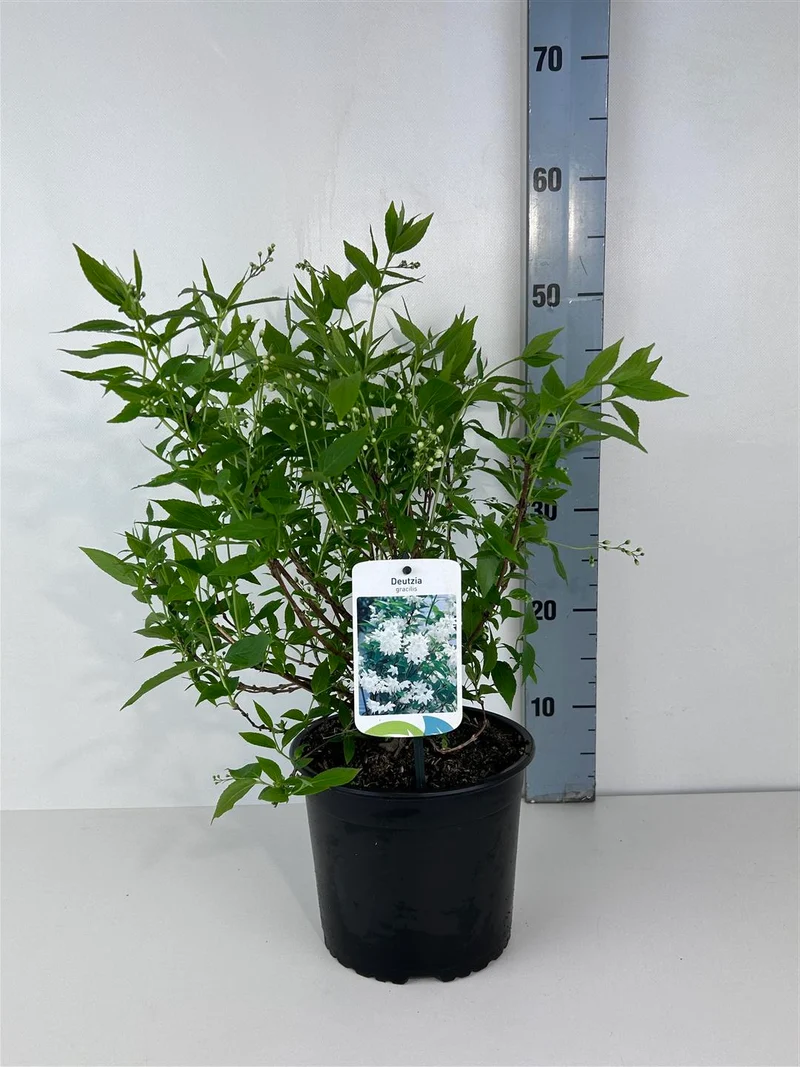 Deutzia gracilis C3 (3 liters kruka) 25-30 cm