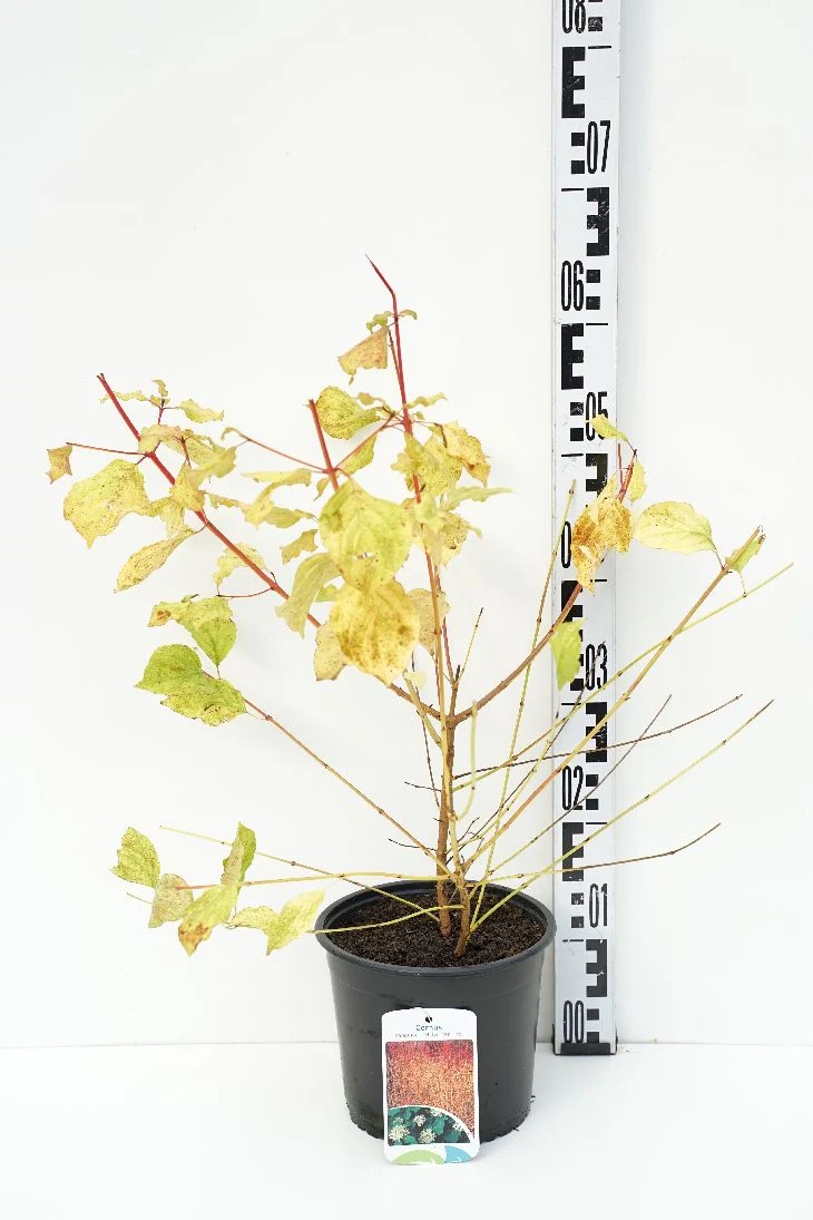 Cornus sanguinea 'Midwinter Fire' C3 (3 liters kruka) / 19 cm kruka 40-50 cm