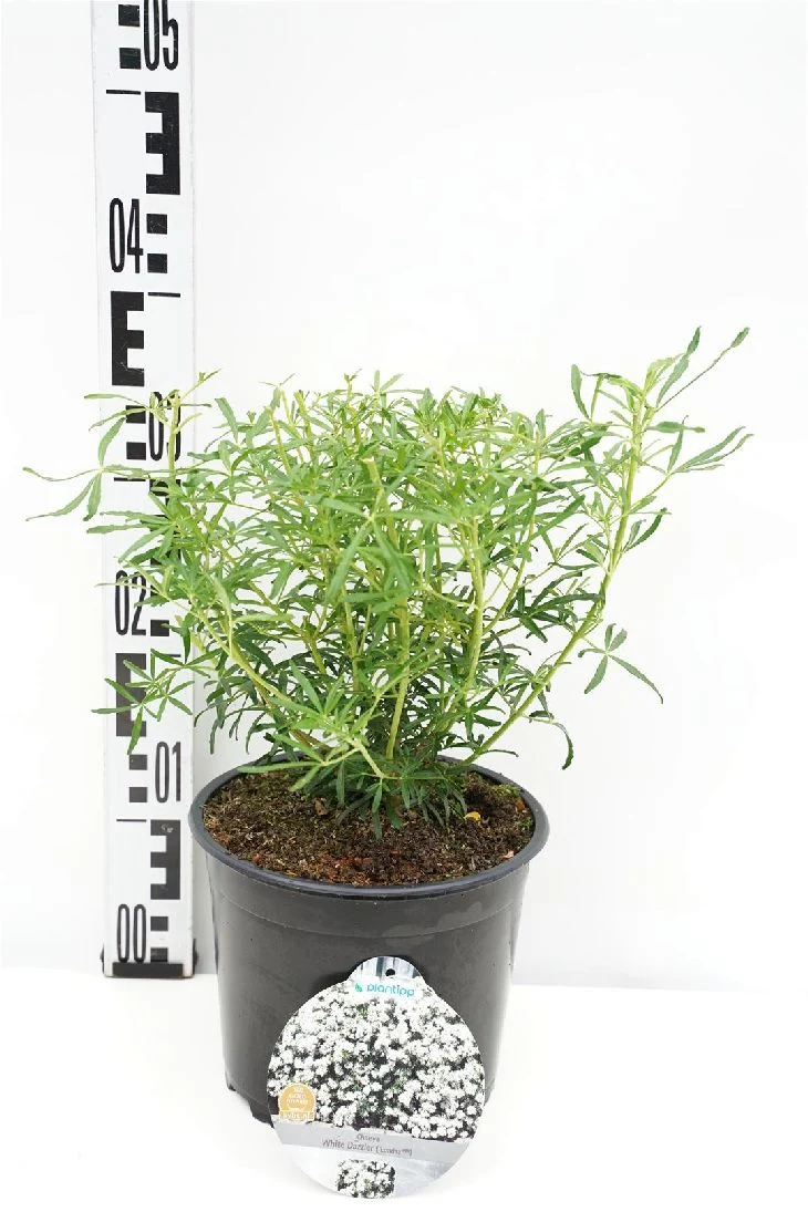 Choisya tern. 'White Dazzler' 20-25 cm, C3 (3 liters kruka)