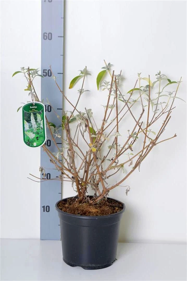 Buddleja d. 'Summer White' C3 (3 liters kruka) 40-50 cm