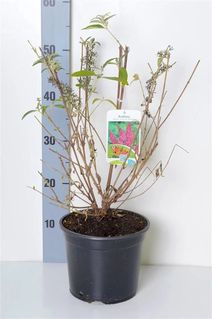 Buddleja d. 'Summer Beauty' C3 (3 liters kruka) 40-50 cm