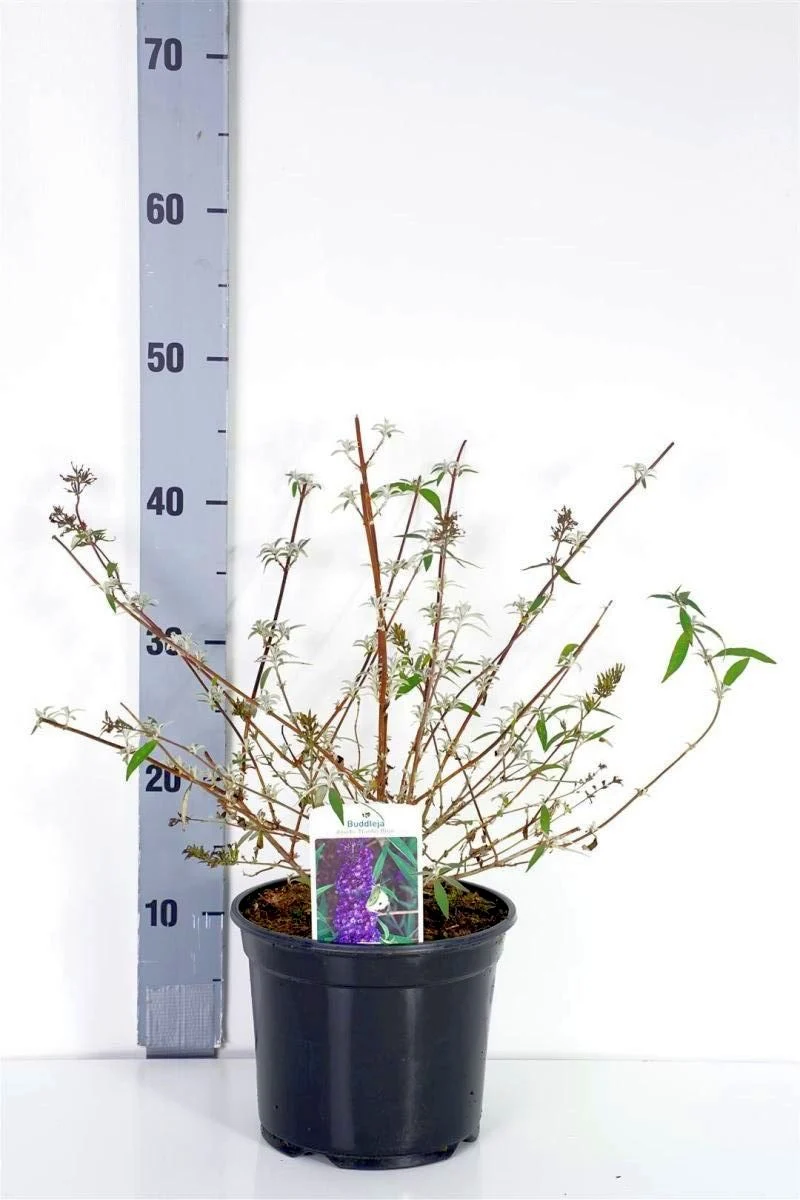 Buddleja davidii 'Nanho Blue' C3 (3 liters kruka) 40-50 cm