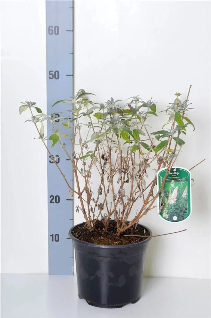 Buddleja d. 'Hawa White' C3 (3 liters kruka / 19 cm kruka) 40-50 cm