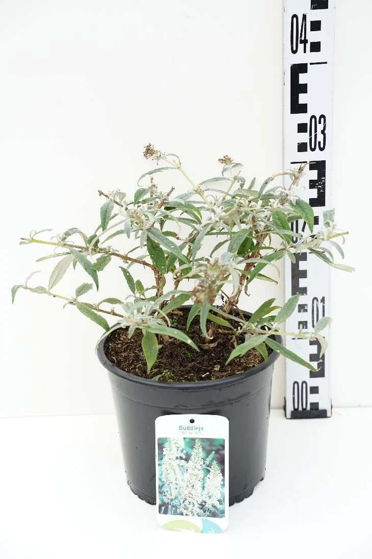 Buddleja d. 'White Ball' C3 (3 liters kruka) 25-30 cm