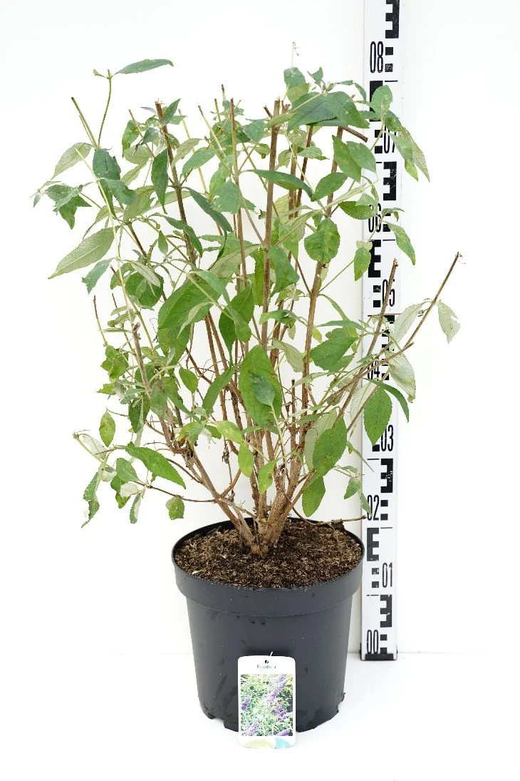 Buddleja 'Lochinch' C7,5 (7,5 liters kruka) 60-70 cm