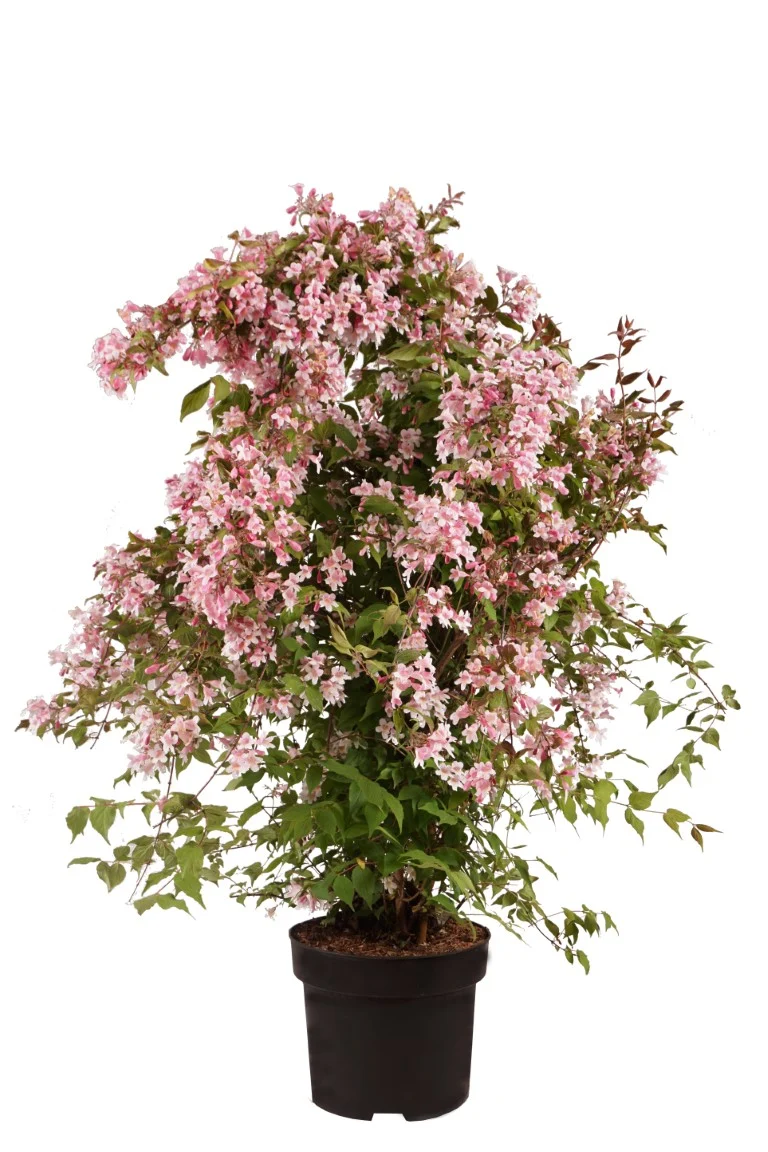 Kolkwitzia amabilis C10 (10 liters kruka) 80-100 cm