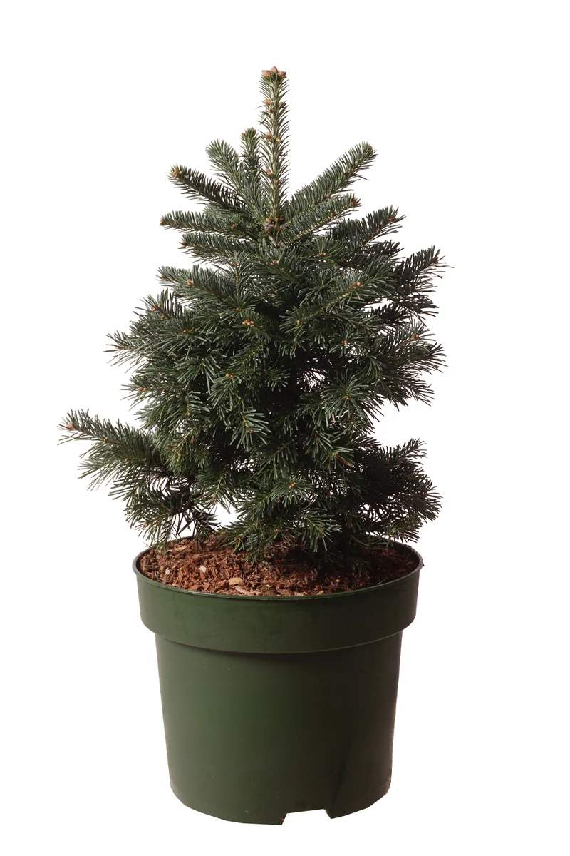 Abies lasiocarpa 'Green Globe' C10 (10 liters kruka) 40-50 cm