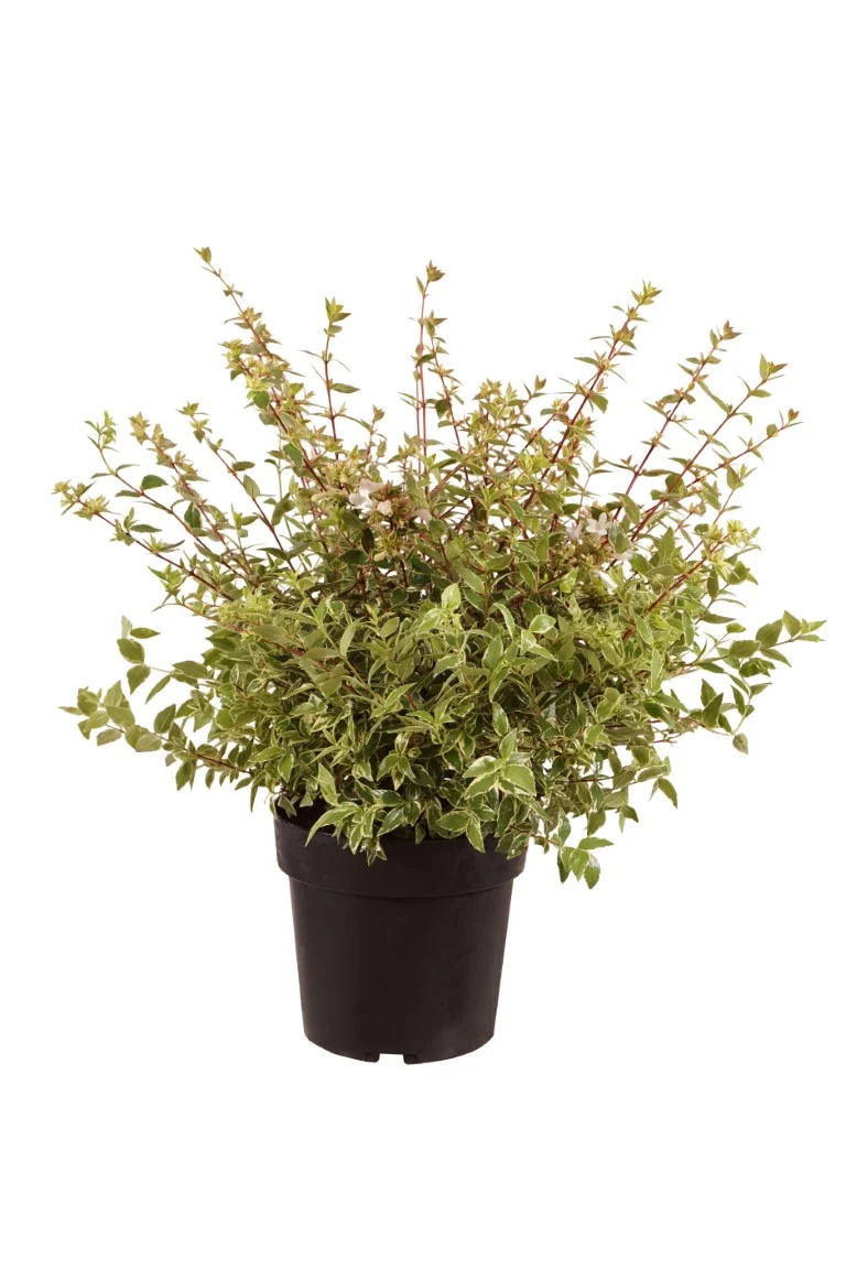 Abelia grand. 'Jelly Beans' C4 (4 liters kruka) 30-40 cm
