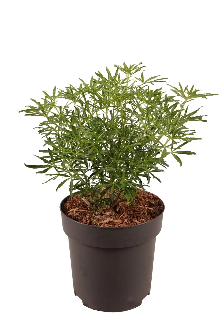 Choisya ternata 'White Dazzler' 30-40 cm, C3 (3 liters kruka)