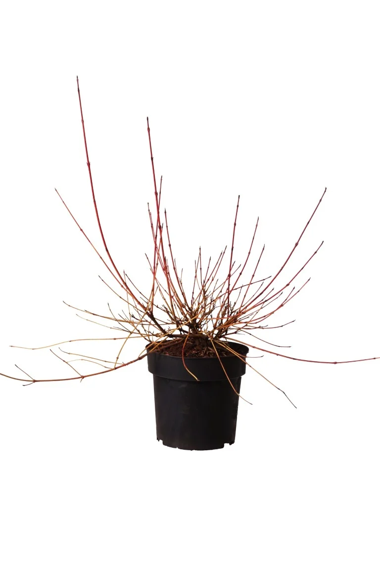 Cornus sang. 'Anny's Winter Orange' C5 (5 liters kruka) 50-60 cm