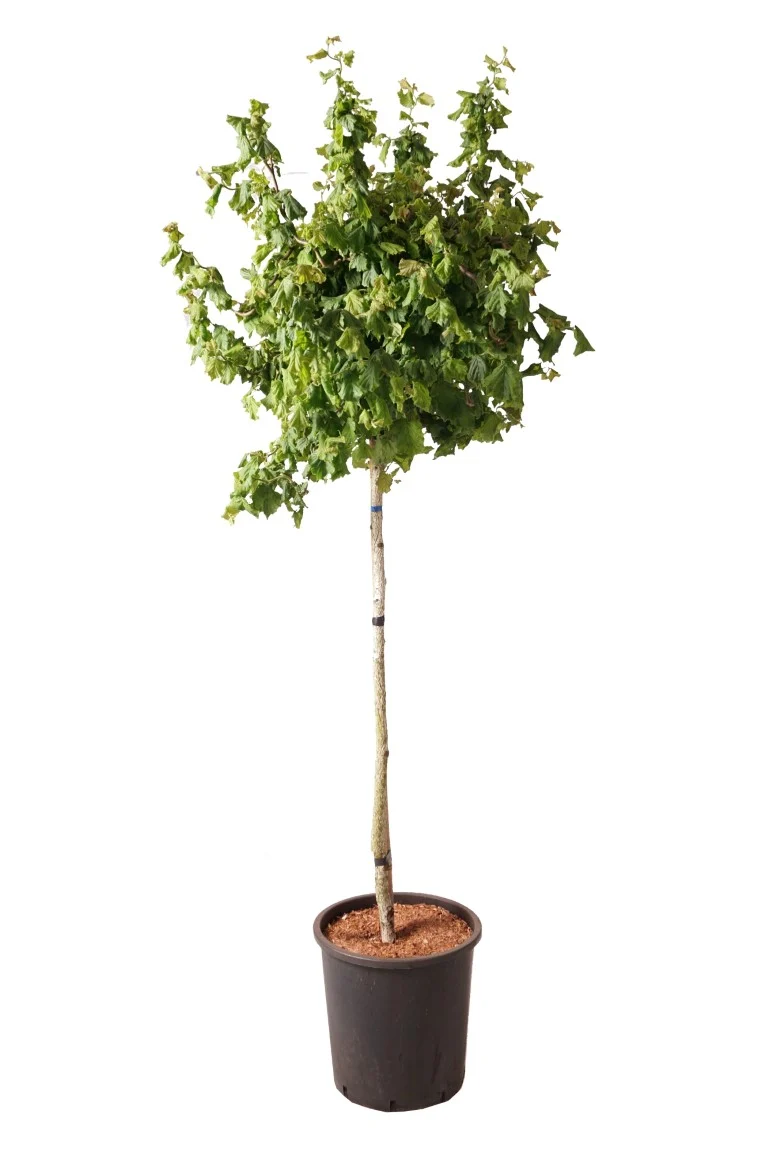 Corylus a. 'Scooter' 125 cm stam C20 (20 liters kruka)