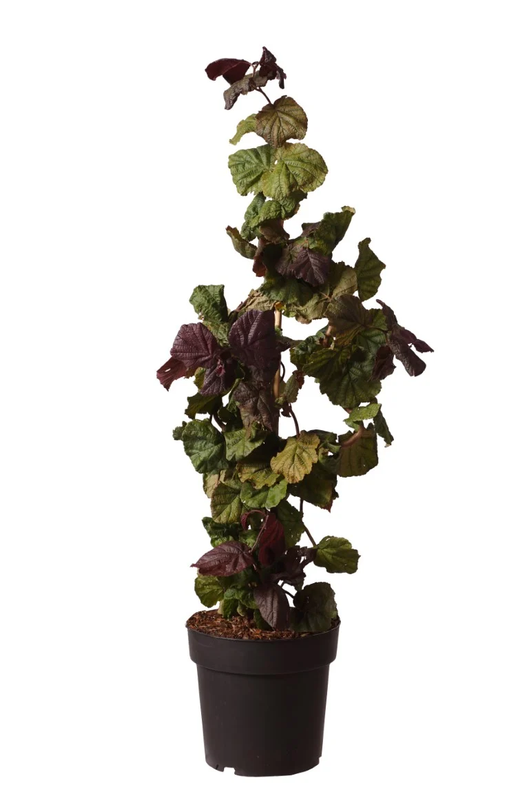 Corylus a. 'Red Majestic' C5 (5 liters kruka) 60-80 cm