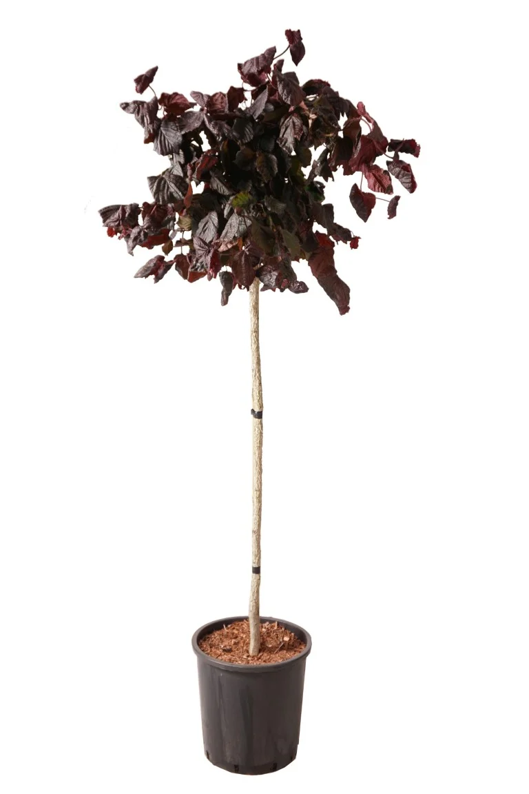 Corylus a. 'Red Majestic' C18 (18 liters kruka) 100-125 cm