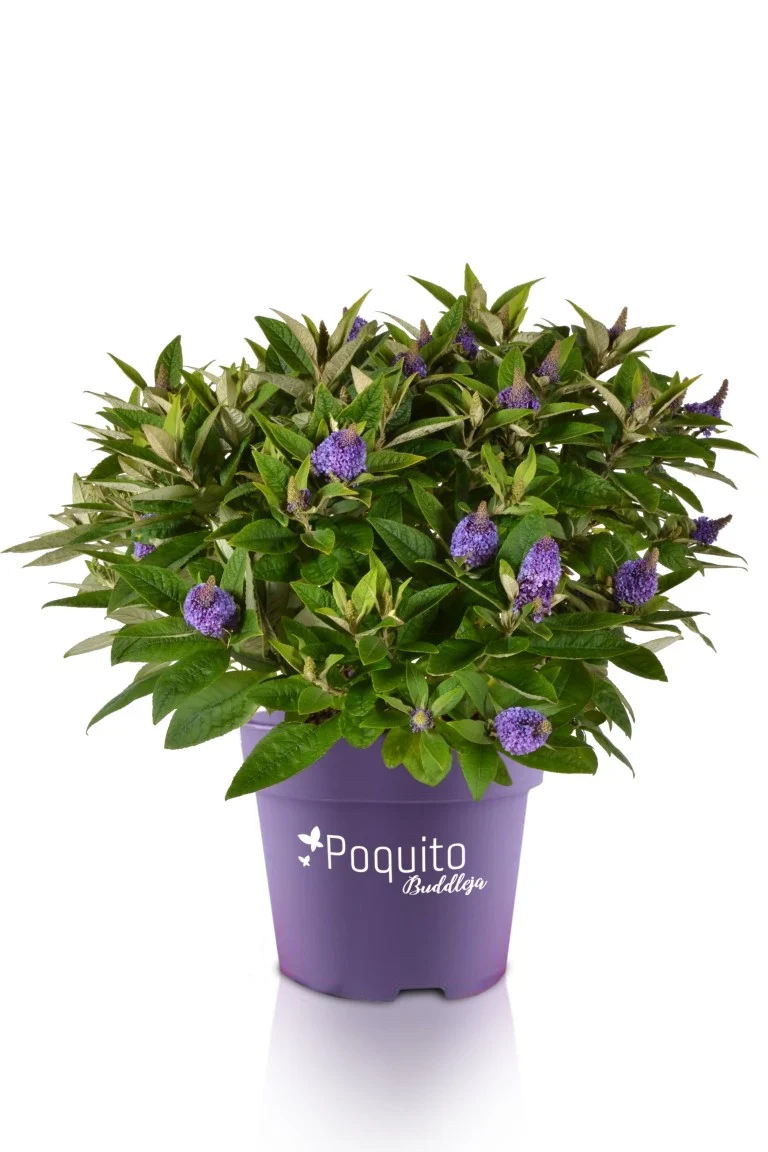 Buddleja d. 'Violet Copper'® C4 (4 liters kruka)