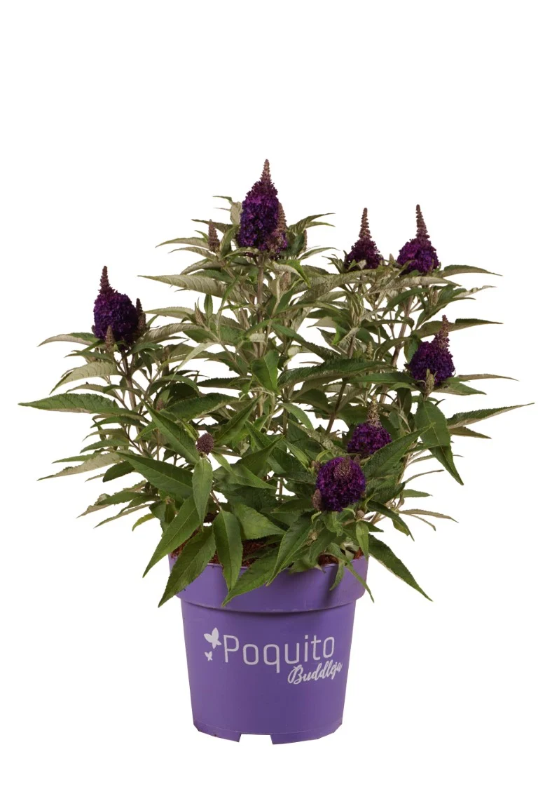 Buddleja d. 'Midnight Whisper'® C4 (4 liters kruka)