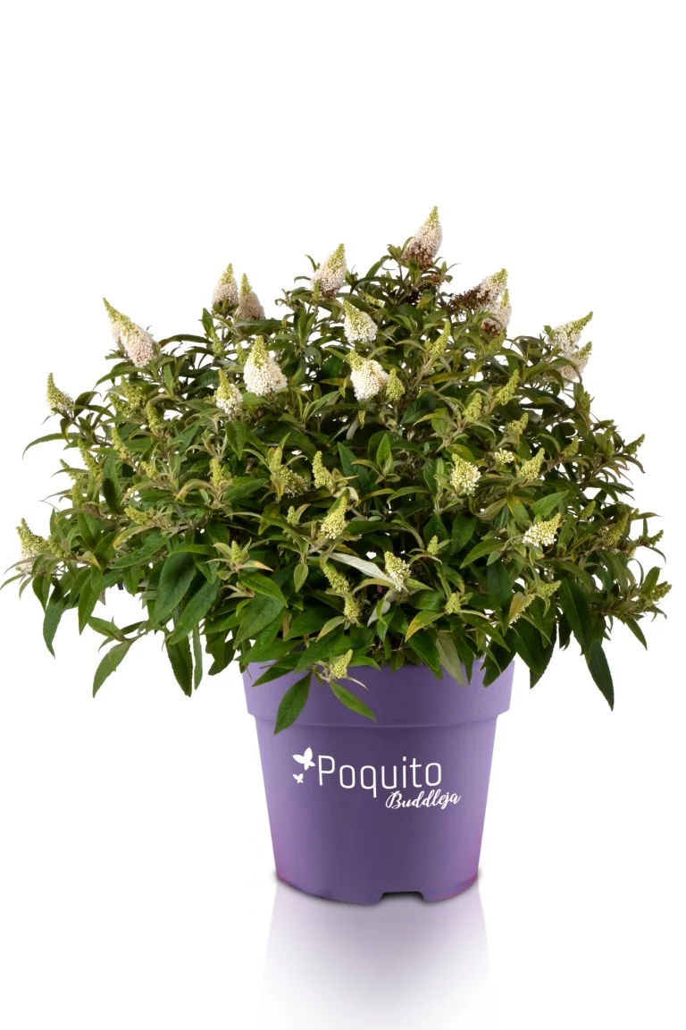 Buddleja d. 'White Admiral'® C4 (4 liters kruka) / 21 cm kruka