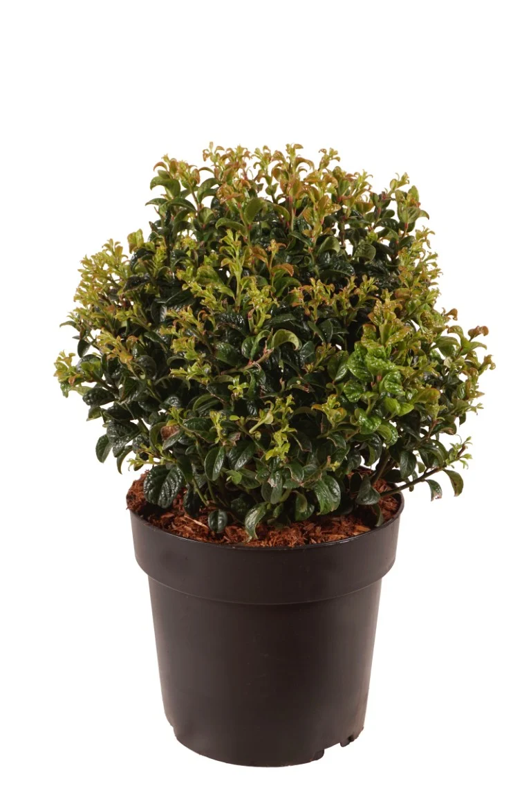 Leucothoe axil. 'Twisting Red' 25-30 cm Boll C4 (4 liters kruka)