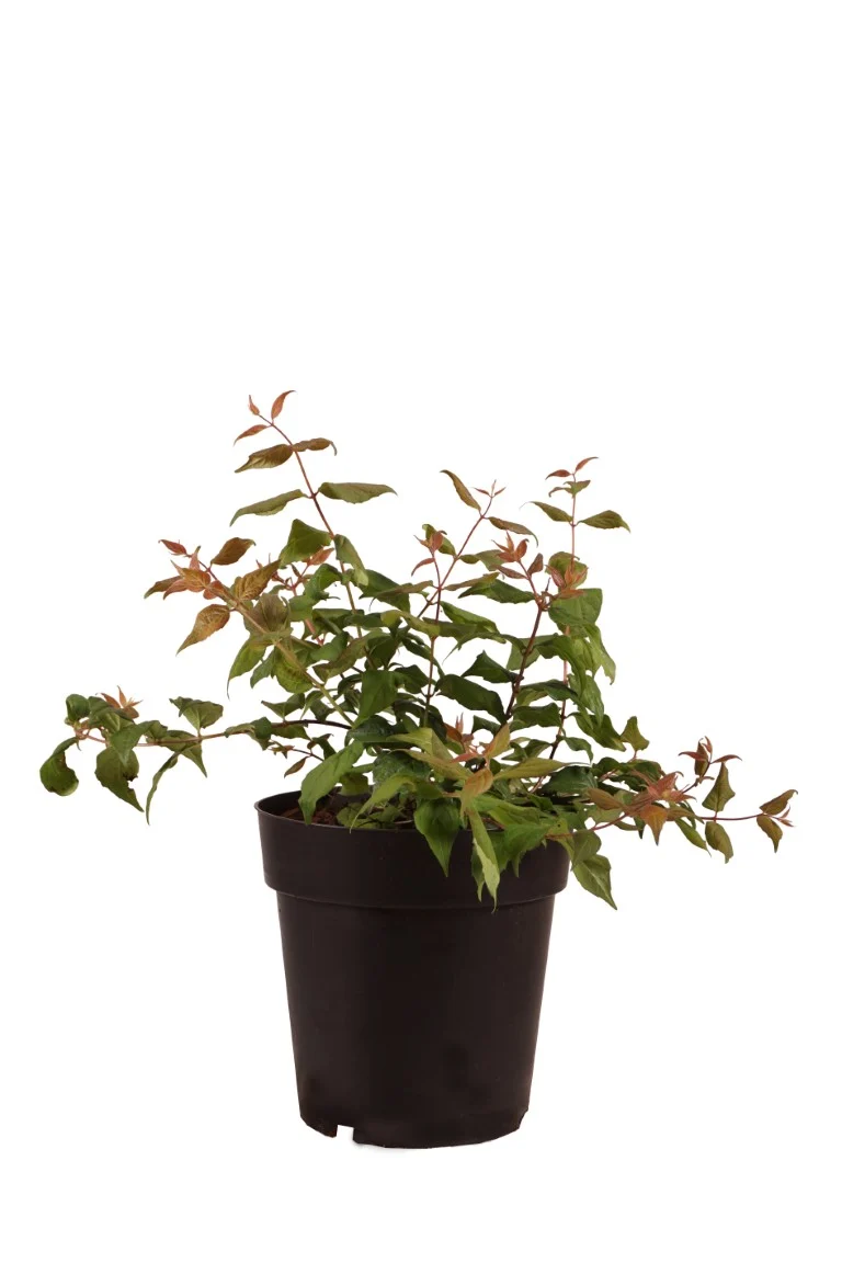 Kolkwitzia amabilis C3 (3 liters kruka) 30-40 cm