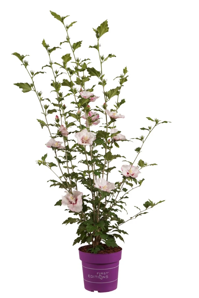 Hibiscus syriacus 'Fiji' C5 (5 liters kruka) 50-60 cm
