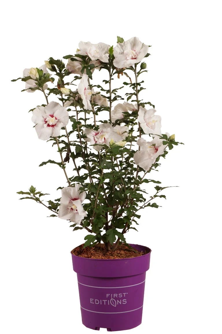 Hibiscus syriacus 'Bali' ® C5 (5 liters kruka) 50-60 cm