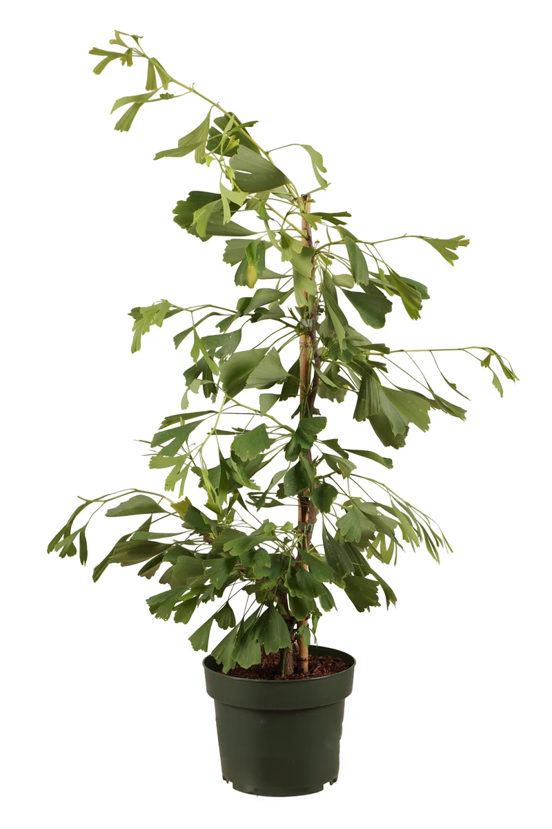 Ginkgo biloba 'Saratoga' C5 (5 liters kruka) 40-50 cm