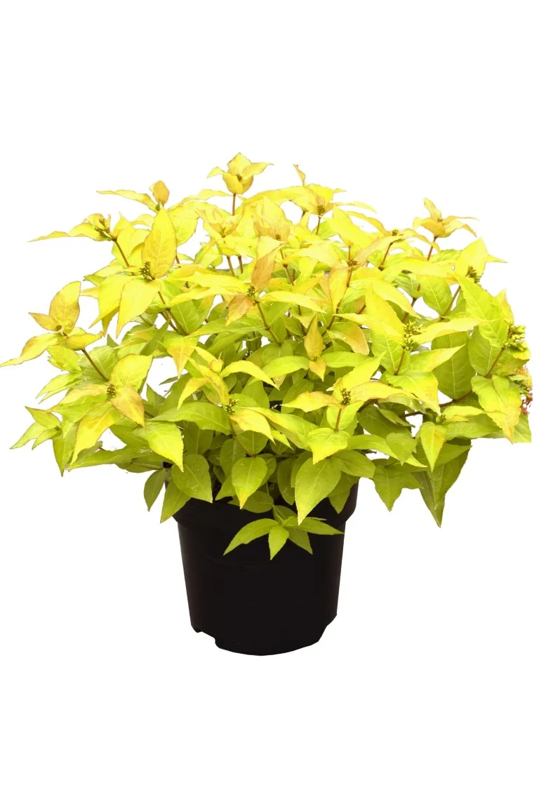 Diervilla rivularis 'Honeybee' C5 (5 liters kruka) 30-40 cm