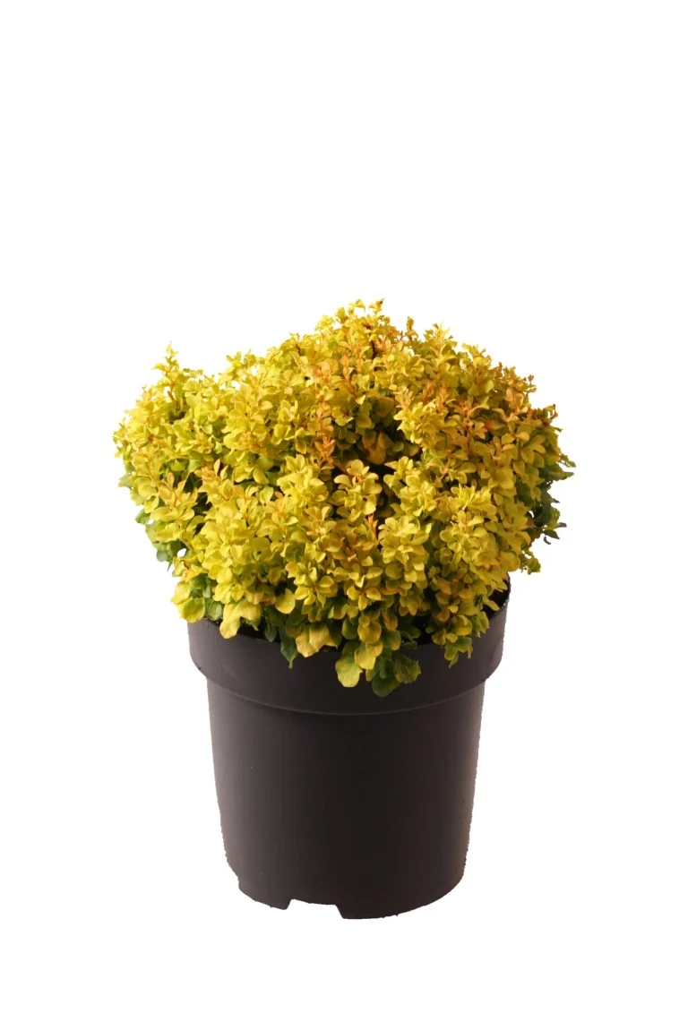 Berberis thunb. 'Golden Nugget' C3 (3 liters kruka) 20-25 cm