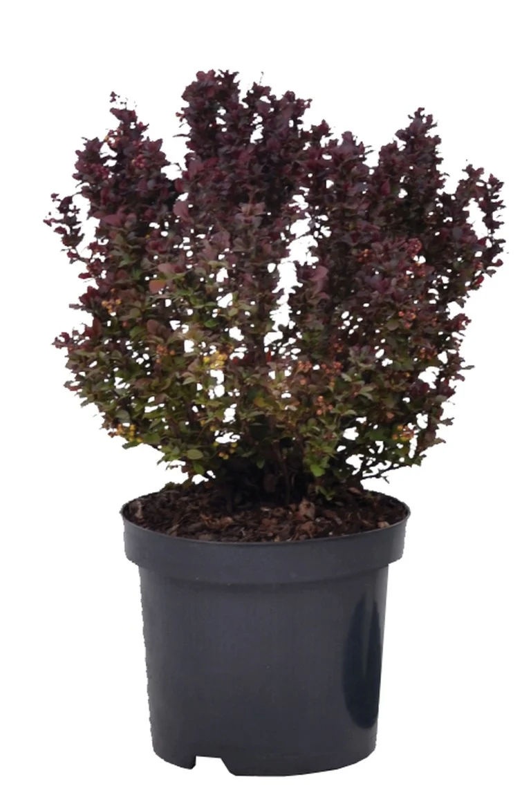 Berberis thunb. 'Concorde' C3 (3 liters kruka) 20-25 cm