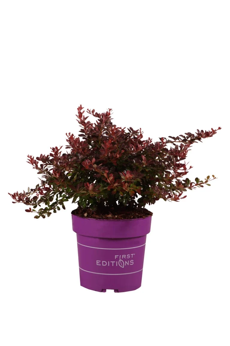 Berberis thunb. 'Cabernet' C4 (4 liters kruka) 30-40 cm