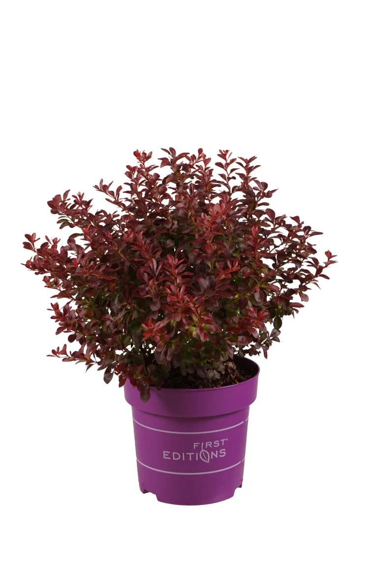 Berberis thunb. 'Cabernet' C3 (3 liters kruka) / 19 cm kruka 20-25 cm