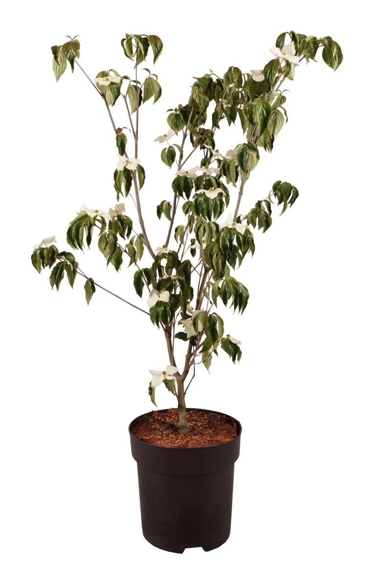 Cornus kousa 'Teutonia' C18 (18 liters kruka) 100-125 cm