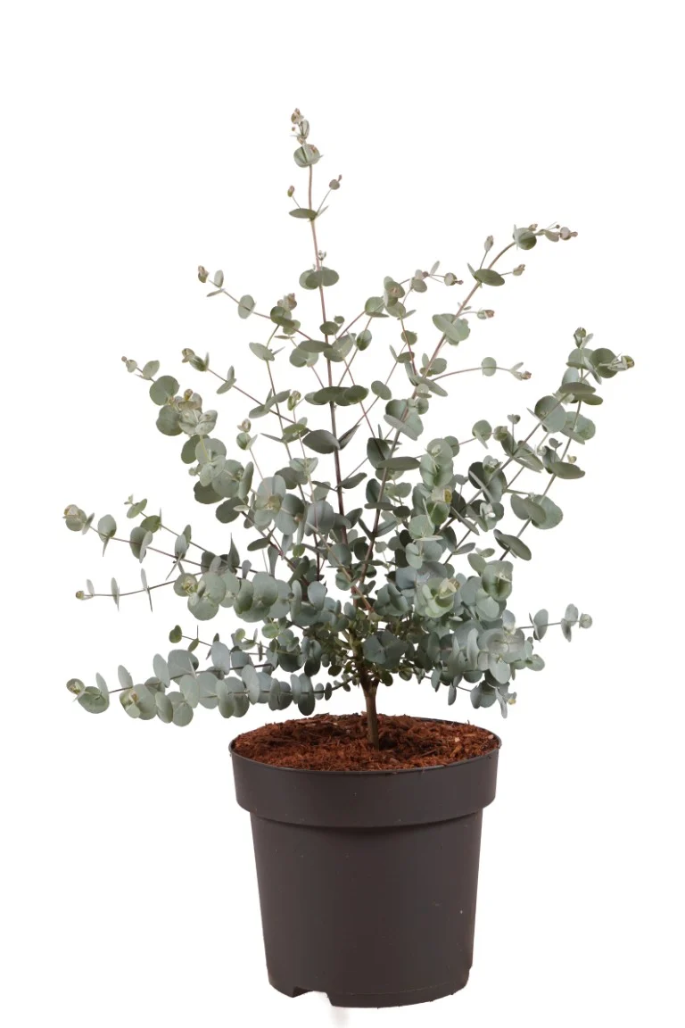 Eucalyptus gunnii 'Azura' C3 (3 liters kruka) 25-30 cm