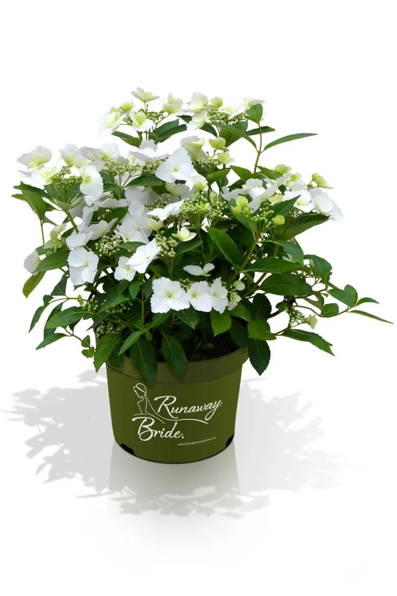 Hydrangea m. 'Runaway Bride'® C4 (4 liters kruka / 21 cm kruka)