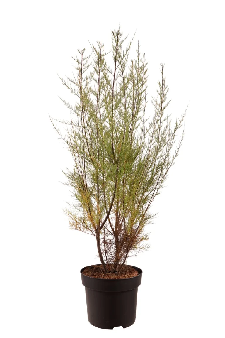 Tamarix parviflora C10 (10 liters kruka) 80-100 cm