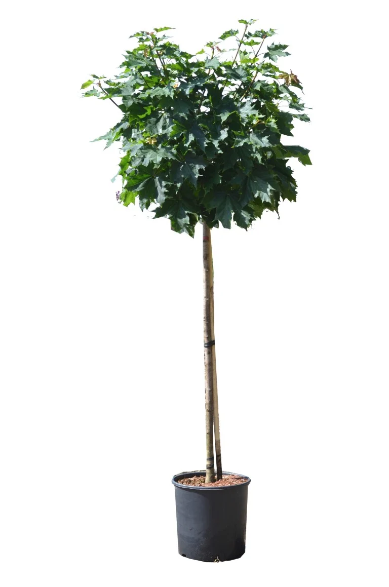 Acer platanoides 'Globosum' stam 125 cm C20 (20 liters kruka)