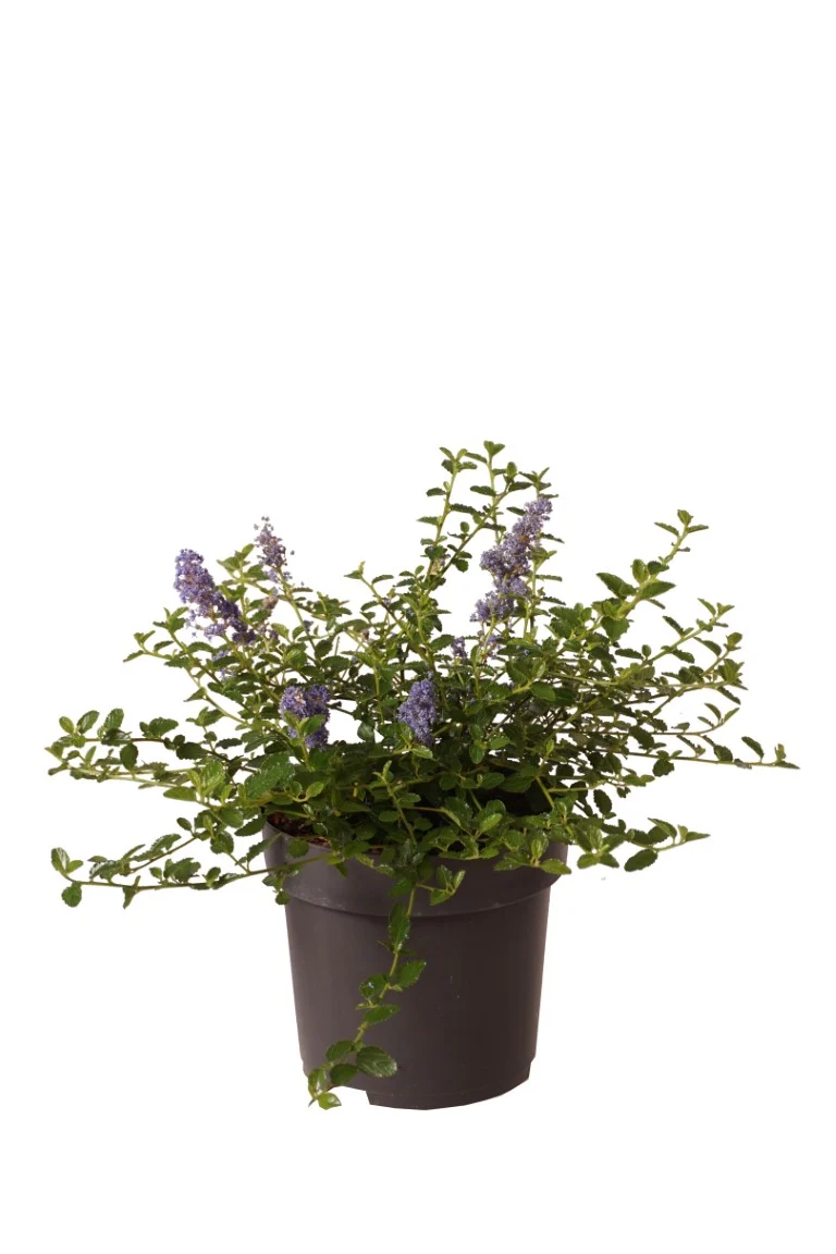 Ceanothus thyrs. repens C3 (3 liters kruka) 30-40 cm