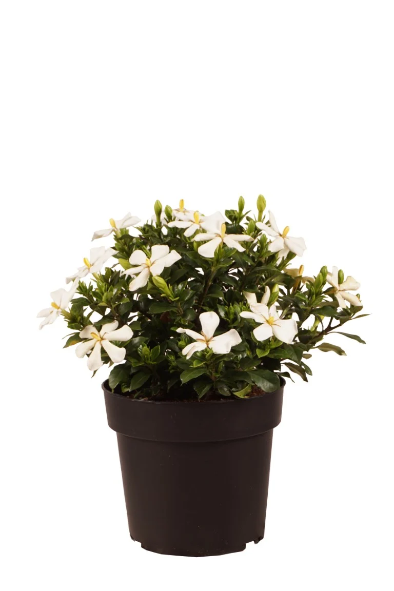 Gardenia jasm. 'Sweet Star'® C4 (4 liters kruka) 30-40 cm