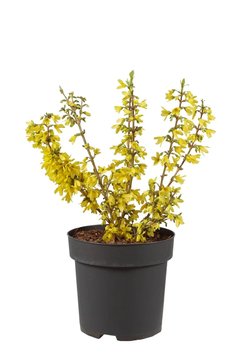 Forsythia int. 'Mikador' C3 (3 liters kruka) 30-40 cm