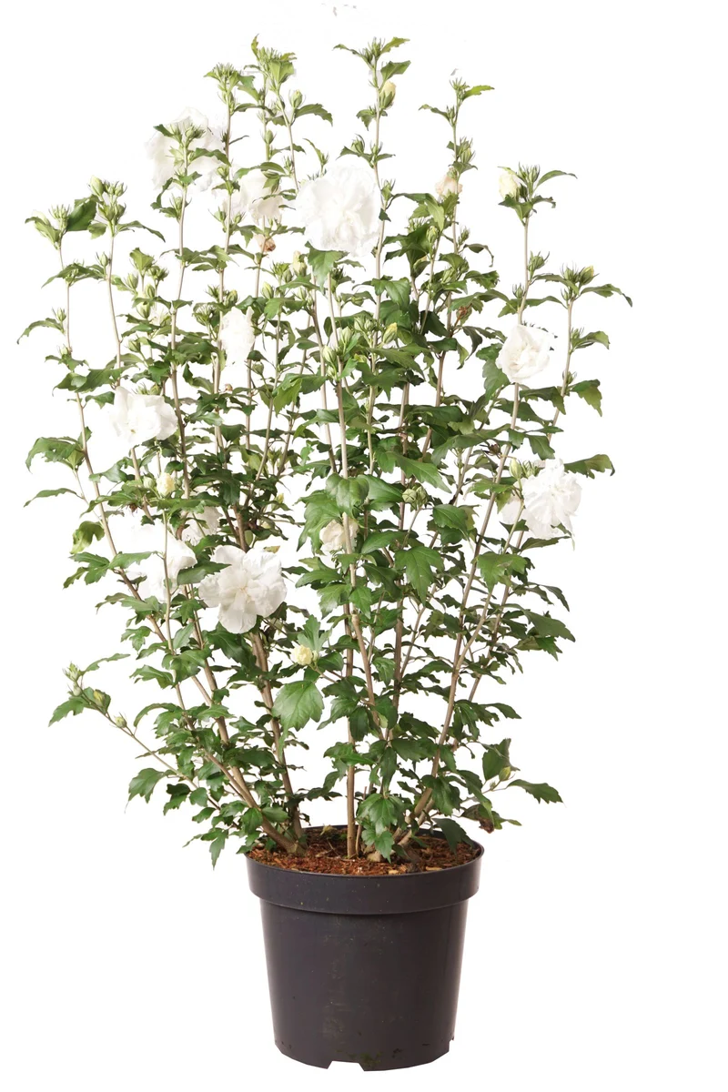 Hibiscus syriacus 'White Chiffon' C15 (15 liters kruka) 80-100 cm