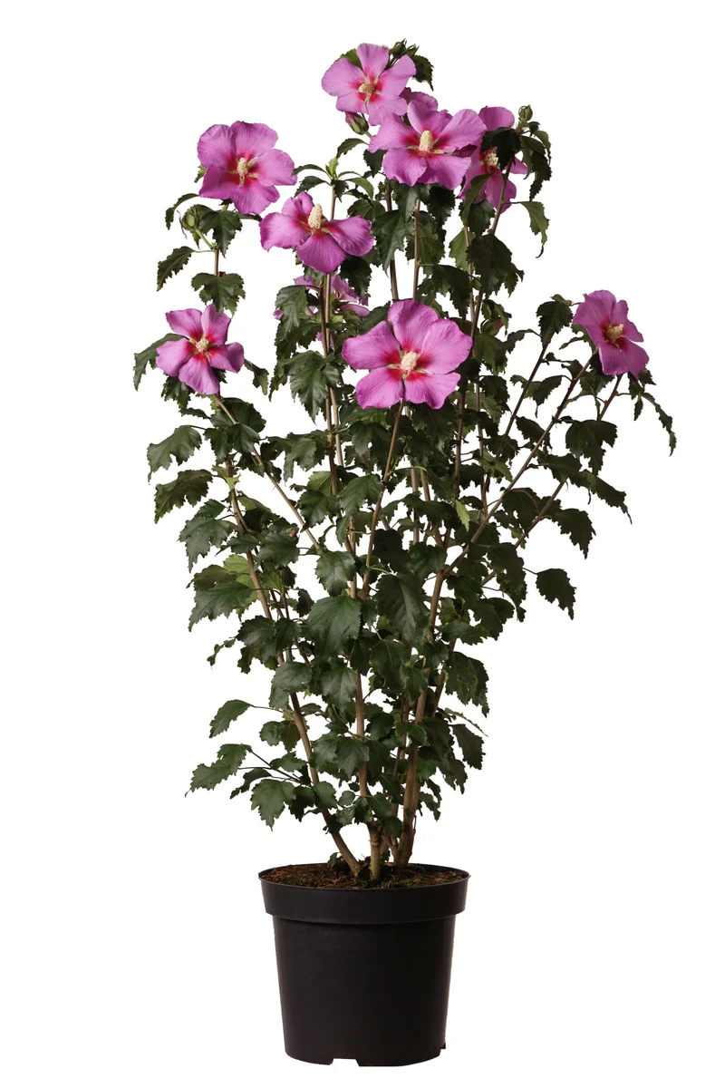 Hibiscus syriacus 'Rose Moon'® C15 (15 liters kruka) 80-100 cm