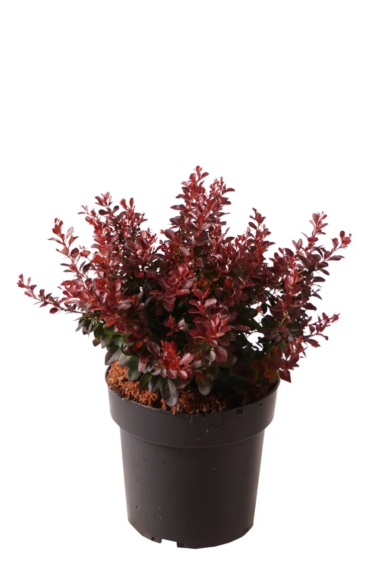 Berberis thunb. 'Atropurpurea Nana' C3 (3 liters kruka) 20-25 cm