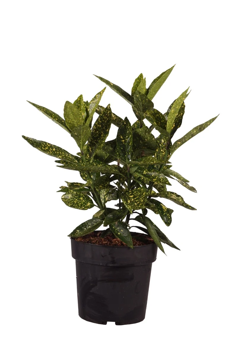 Aucuba jap. 'Variegata' C4 (4 liters kruka) 30-40 cm