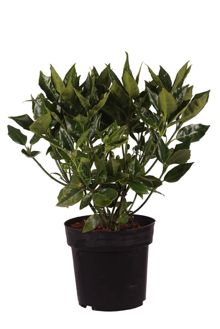 Aucuba jap. 'Rozannie' C4 (4 liters kruka) 30-40 cm