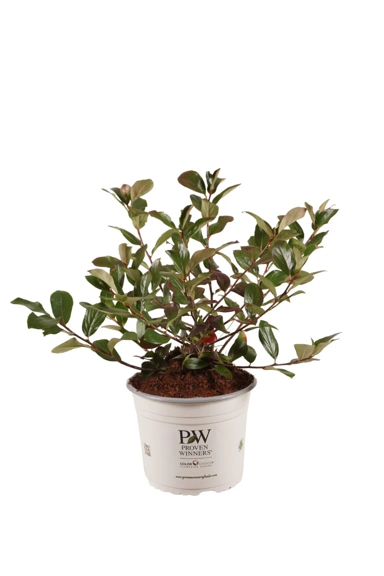 Aronia m. 'Revontuli Mound'® C4 (4 liters kruka) 40-60 cm