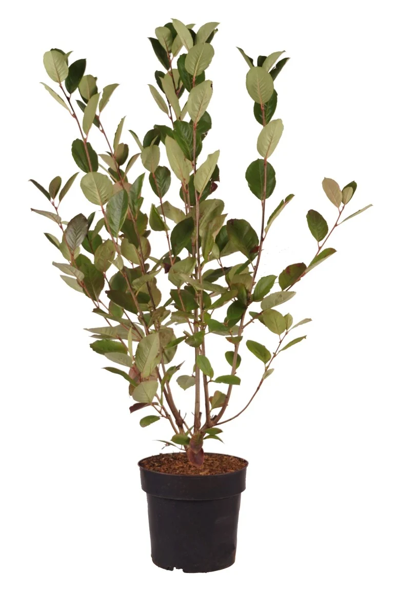 Aronia melanocarpa 'Autumn Magic' C4 (4 liters kruka) 40-60 cm