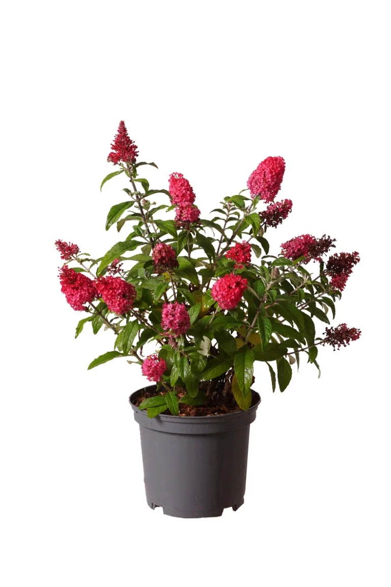 Buddleja d. 'Butterfly Candy Little Ruby'® C3 (3 liters kruka) 30-40 cm