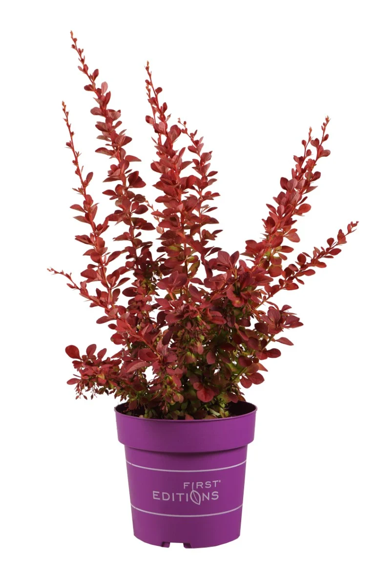 Berberis thunb. 'Toscana' C4 (4 liters kruka) 30-40 cm